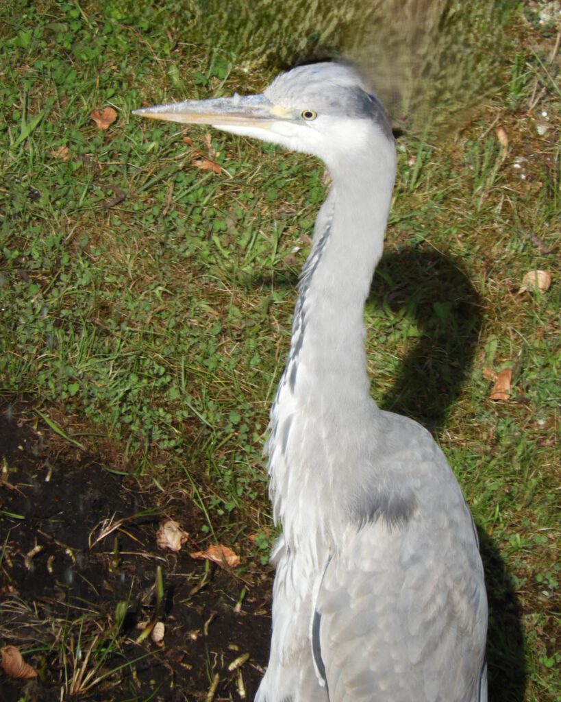 Reiger